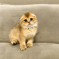 گربه اسکاتیش گلد اصل