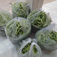 لوبیا سبز محلی