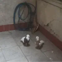 کفتر طوقی جفت