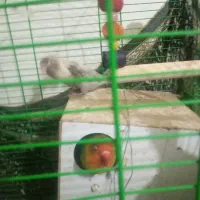 کوتوله برزیلی مولد دستی و فنچ مولد