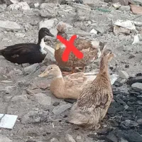 ۳ عدد اردک ماده
