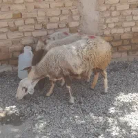 گوسفند