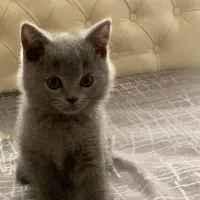 فرشته گوش صاف بلو
