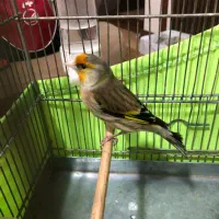 سره قناری دهن کامل سره لر . قرص بخون