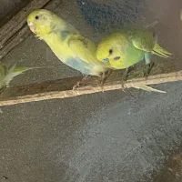 مرغ عشق با جوجه