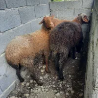 گوسفند در سلامت کامل ...