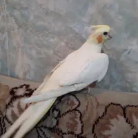 عروس هلندی کبوترقناری جهت معاوضه