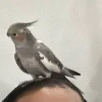 عروس هلندی پرنده نر با قفس و لوازم