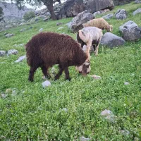 دو عدد بره قوچی تهه چال درجه یک فروشی