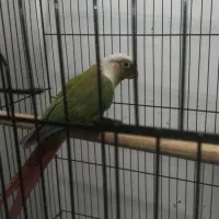 پرنده گرینچیک