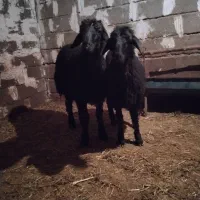 گوسفند|حیوانات مزرعه|باروق, |دیوار