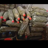 خیارشور خانگی