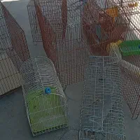 فروش هفت عددقفس سالم بدون مشکل