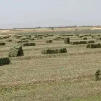 یونجه پرس ۲۵۰ پرس