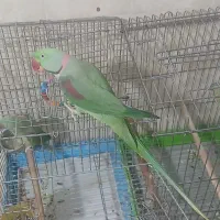 شاه طوطی