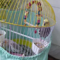 عروس هلندی نرو ماده