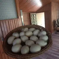 تخم اردک نطفه دار