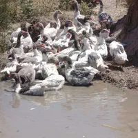 تعدادی‌غاز‌برای‌فروش