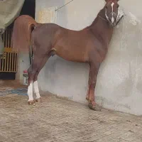 فروش 10رس اسب سواری دار