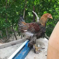 جوجه خروس نژاد دار  اصلی زیر قیمت