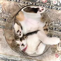 واگذاری گربه DSH