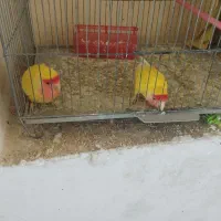 عروس هلندی و کتوله