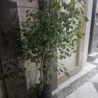 فروش درختچه تزیینی