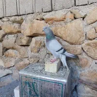 کفتر