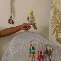 عروس هلندی