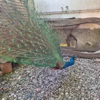 طاووس سفید و فیروزه ای آبی بنفش بالغ جوانه