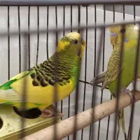 مرغ عشق شیطون