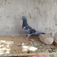 کبوتر مسافتی و سوسکی