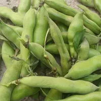 باقله سبز