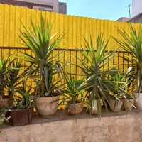 گلهای طبیعی همه یکجا فوری فروشی