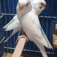 پرنده
