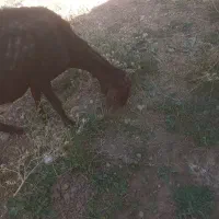 گوسفند