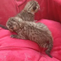 واگذاری دوعدد بچه گربه ناز