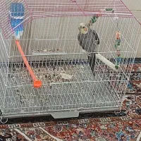 عروس هلندی باقفس