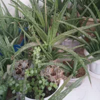 گل الوورا