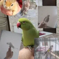 سگ خریدفروش ملنگوطوطی سهره میناپرنده سخنگو کاسکو