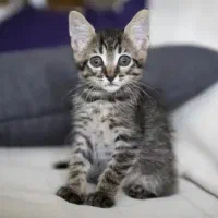 بچه گربه سالم تمییز
