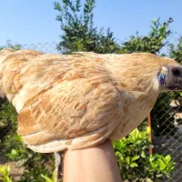 جوجه مرغ لاکندزی تخم رنگی