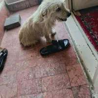 سگ اشپیدز
