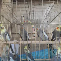 جوجه عروس هلندی