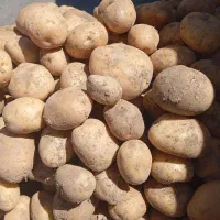 سیب بذری سانتا۴۰۳