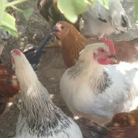 خروس محلی ،آگهی را کامل مطالعه کنید لطفاً
