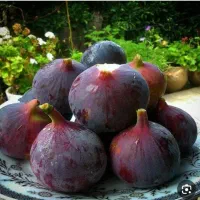 انجیر سیاه شیرین عسل