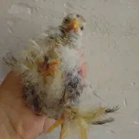 جوجه کویشن