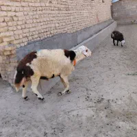 قوچ پلنگی پوست گاوی