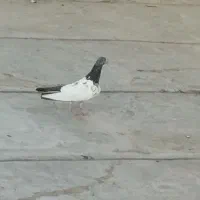 کفتر